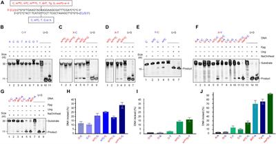 Alleviation of C⋅C Mismatches in DNA by the Escherichia coli Fpg Protein